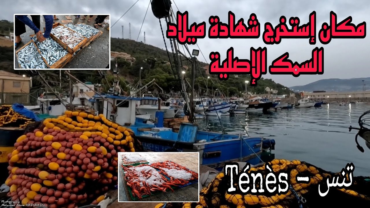 عنوان السمك 🐟🐟🐟  - Ténès port  / Chlef Province / Algeria
