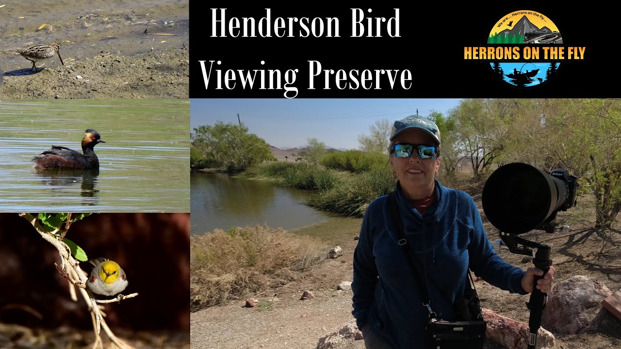 Henderson Bird Viewing Preserve Visit - Birding spot near Las Vegas - 9 ponds and awesome facility