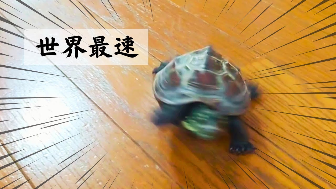 【爆笑】スケボー亀がひたすら走る理由【Why does a skateboarding turtle just run?】