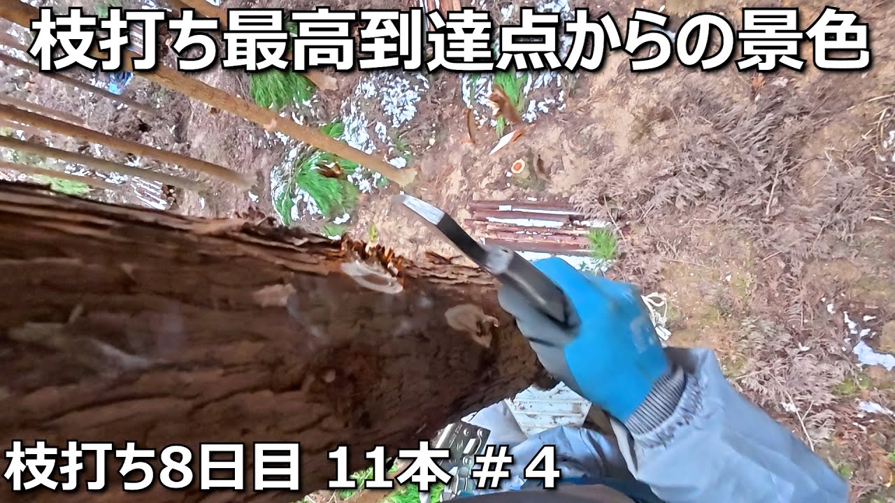 枝打ち7mからのリアルな視点【2025年1月20日】枝打ち8日目