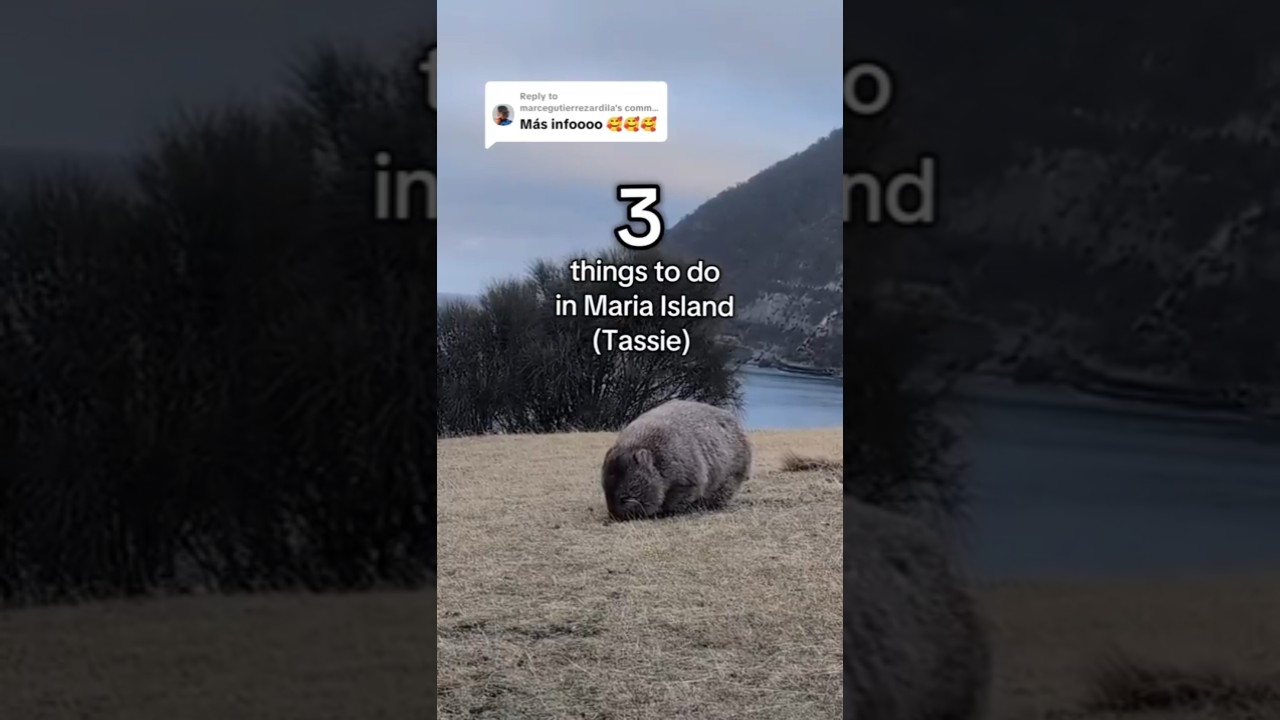 3 things to do in Maria Island. 🦘 #tasmania #Tassie #MariaIsland #wombat