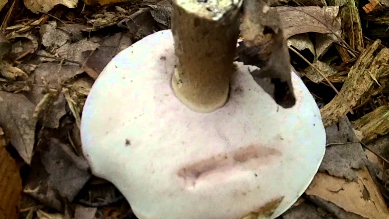 Summer Mushroom Foraging - Old Man Of The Woods Bitter Bolete Chestnut Bolete And Russula