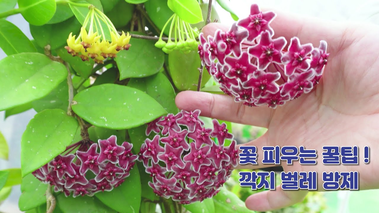 호야 꽃 피우는 꿀팁!  깍지벌레가 생겼다면? Hoya plants