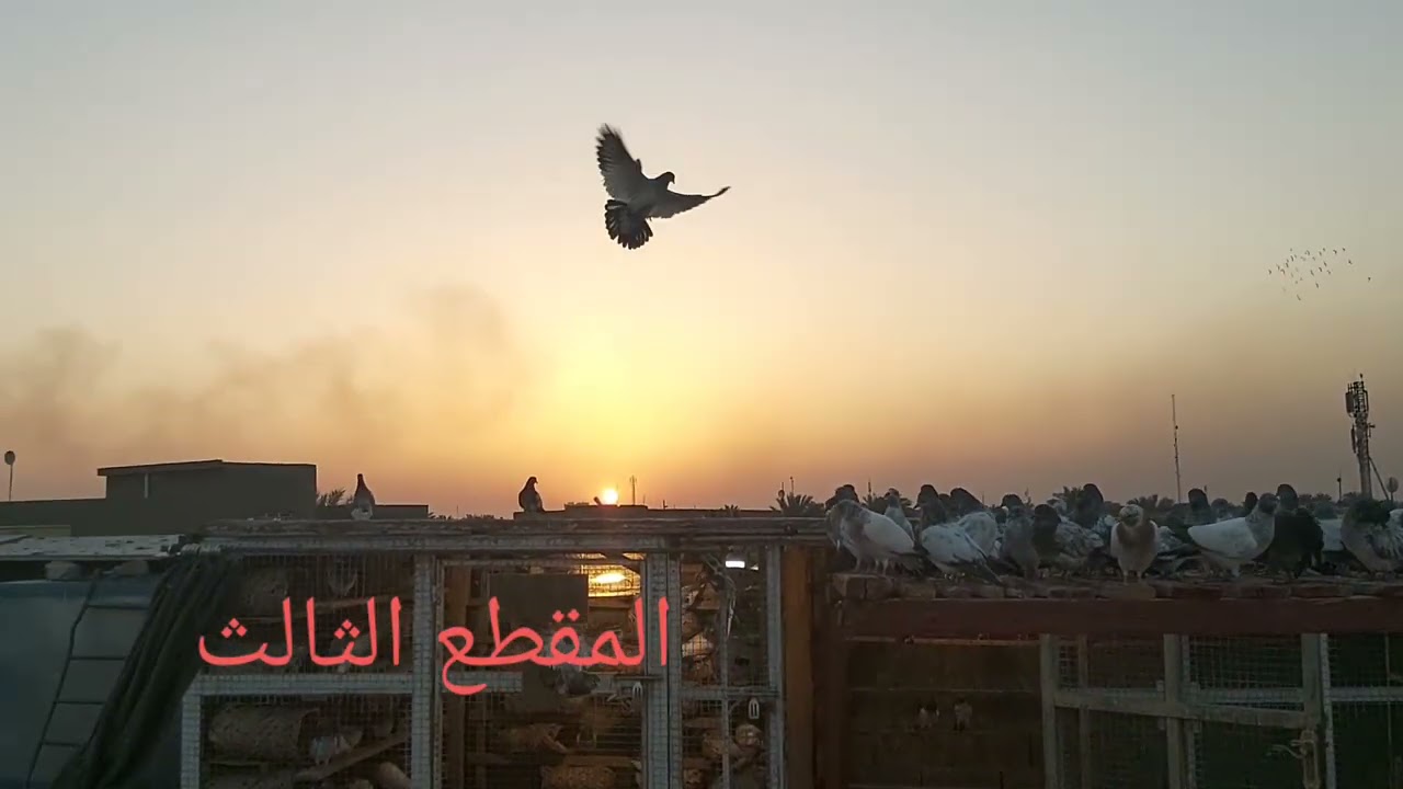 تخريج الوجبه الجديده وطرق التعامل مع الفرخ وانتضرونا الايام القادمه المقاطع اول بأاول