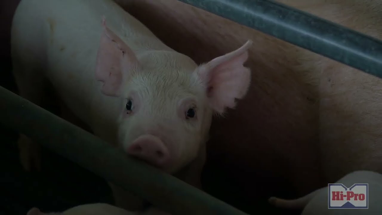 Feeding for Profitable Production