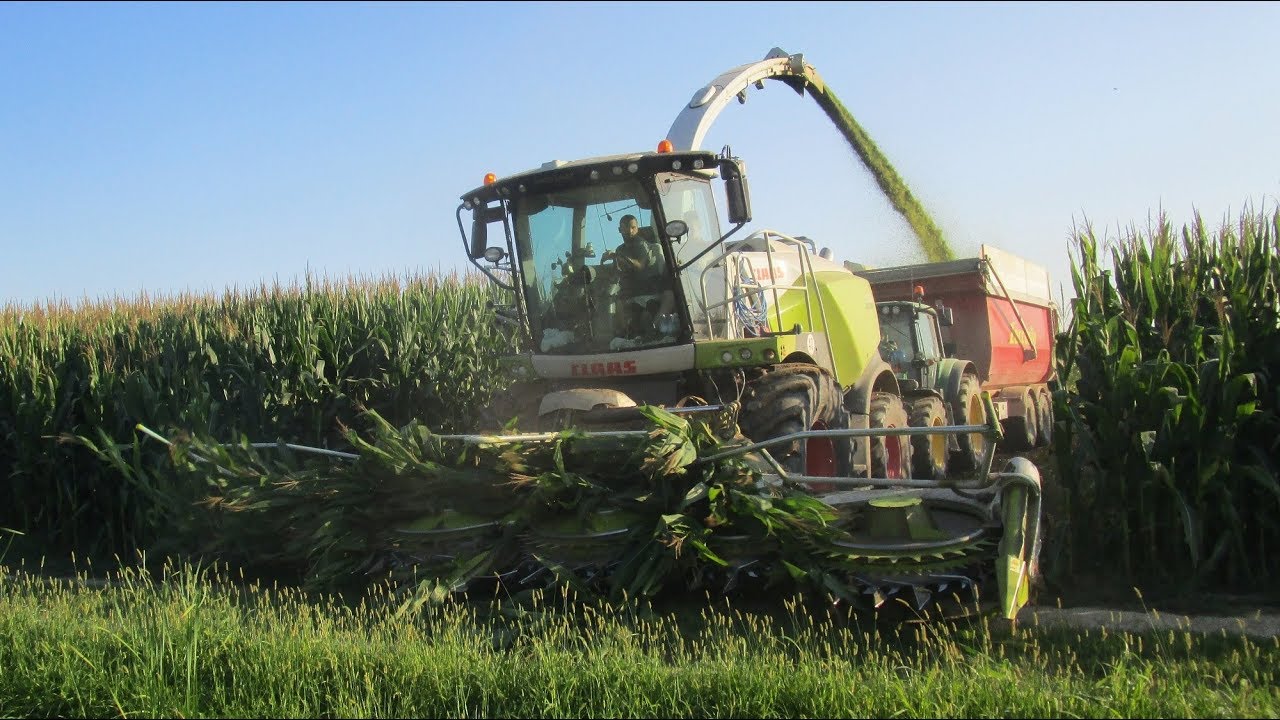 Claas Jaguar 980 Type 498 - Trinciato mais 2018 - Molon