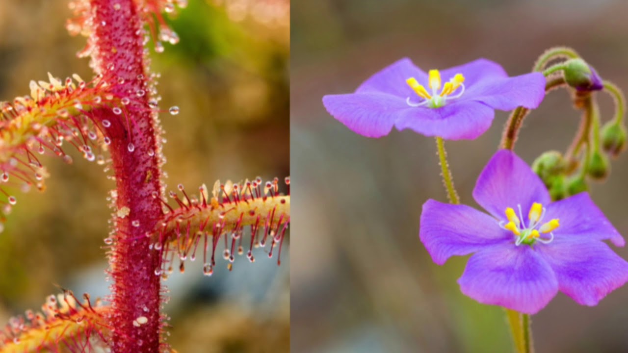 Carnivorous Plants of Western Australia   by  Greg Bourke
