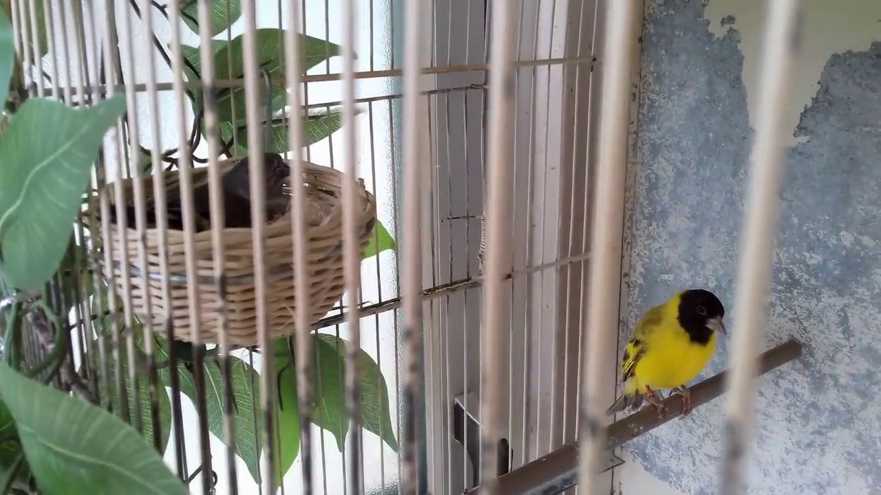 Riproduzione domestica del Lucherino Testanera in tris