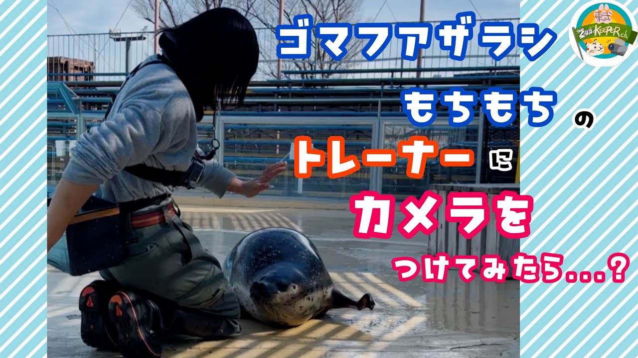 【飼育係体験動画】ゴマフアザラシ・もちもちのトレーナーにカメラをつけてみたら…？　東武動物公園　公式YouTubeチャンネル