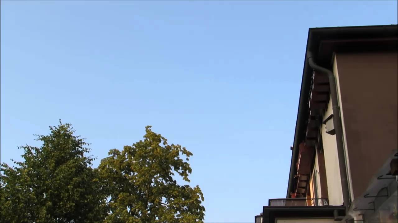 Mauersegler - Flugshow