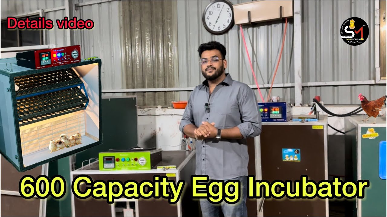 600 Eggs Incubator Fully Automatic Low price Incubator best Hatching model #business #viralvideo
