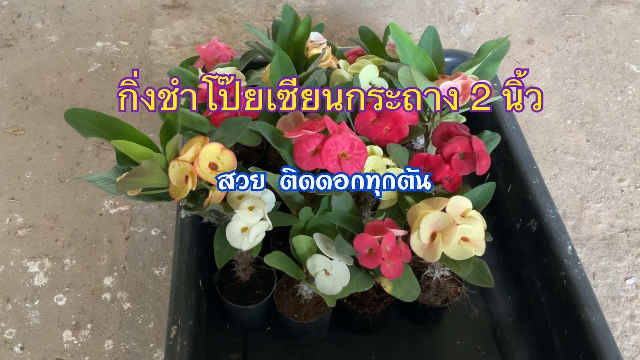 กิ่งชำโป๊ยเซียนกระถาง 2 นิ้ว ราคาหลักสิบ