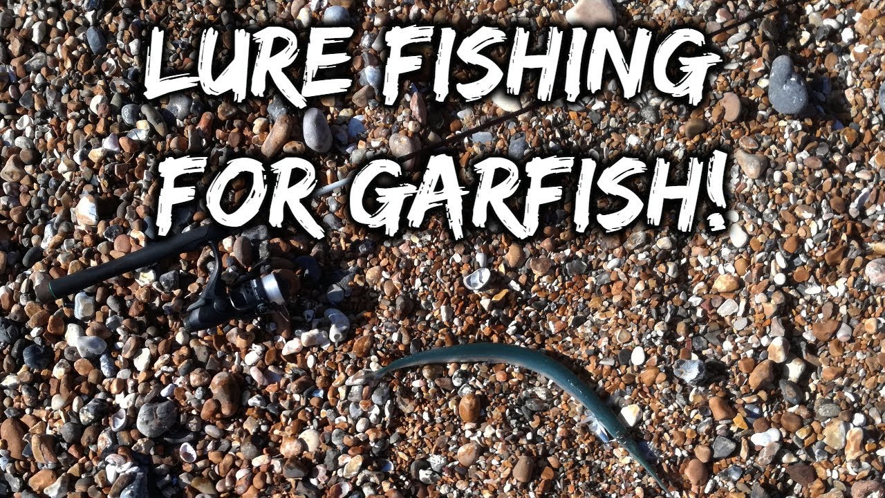 Gar fish shoreham beach 29 September 2018