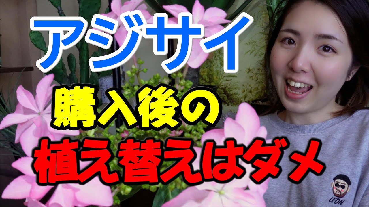 【アジサイ】環境に慣らしてから植え替えないと枯れます｜剪定する場所｜開花園チャンネル
