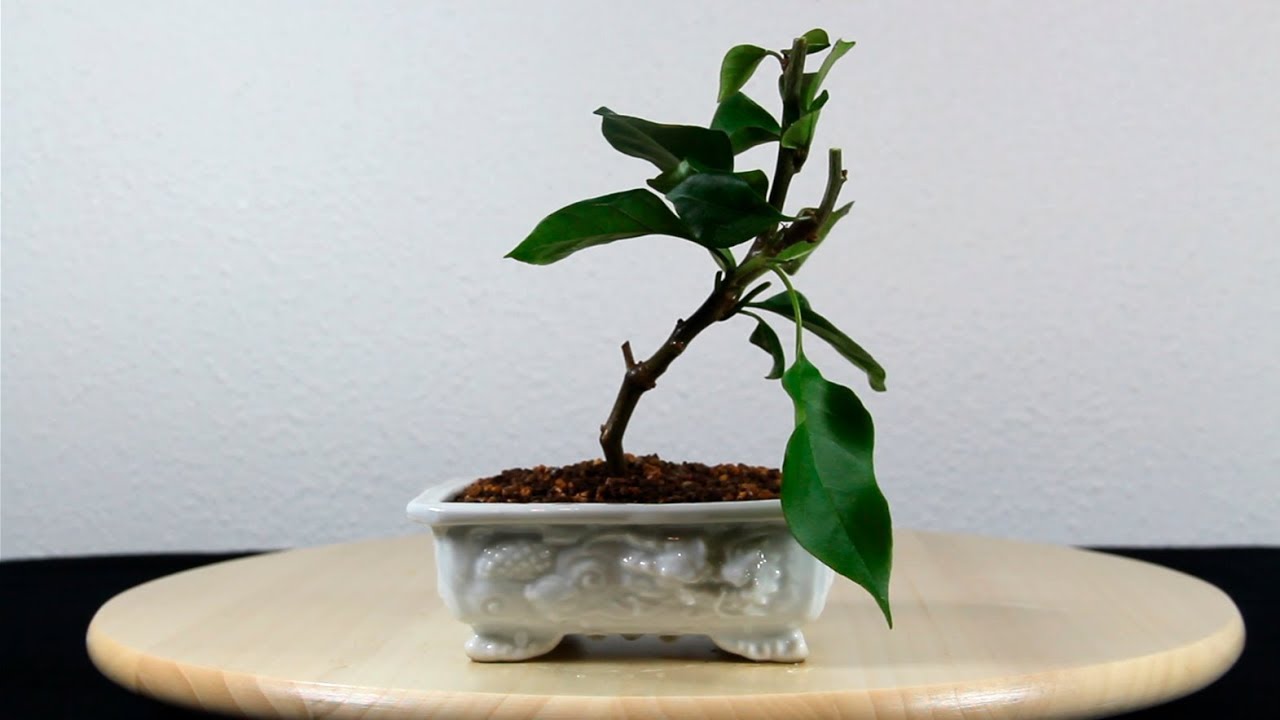 Bonsai de Buganvilla paso a paso desde cero: Trasplante