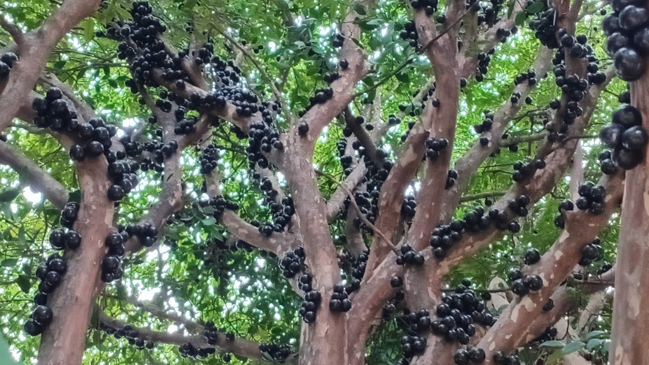 Colheita de Jaboticaba