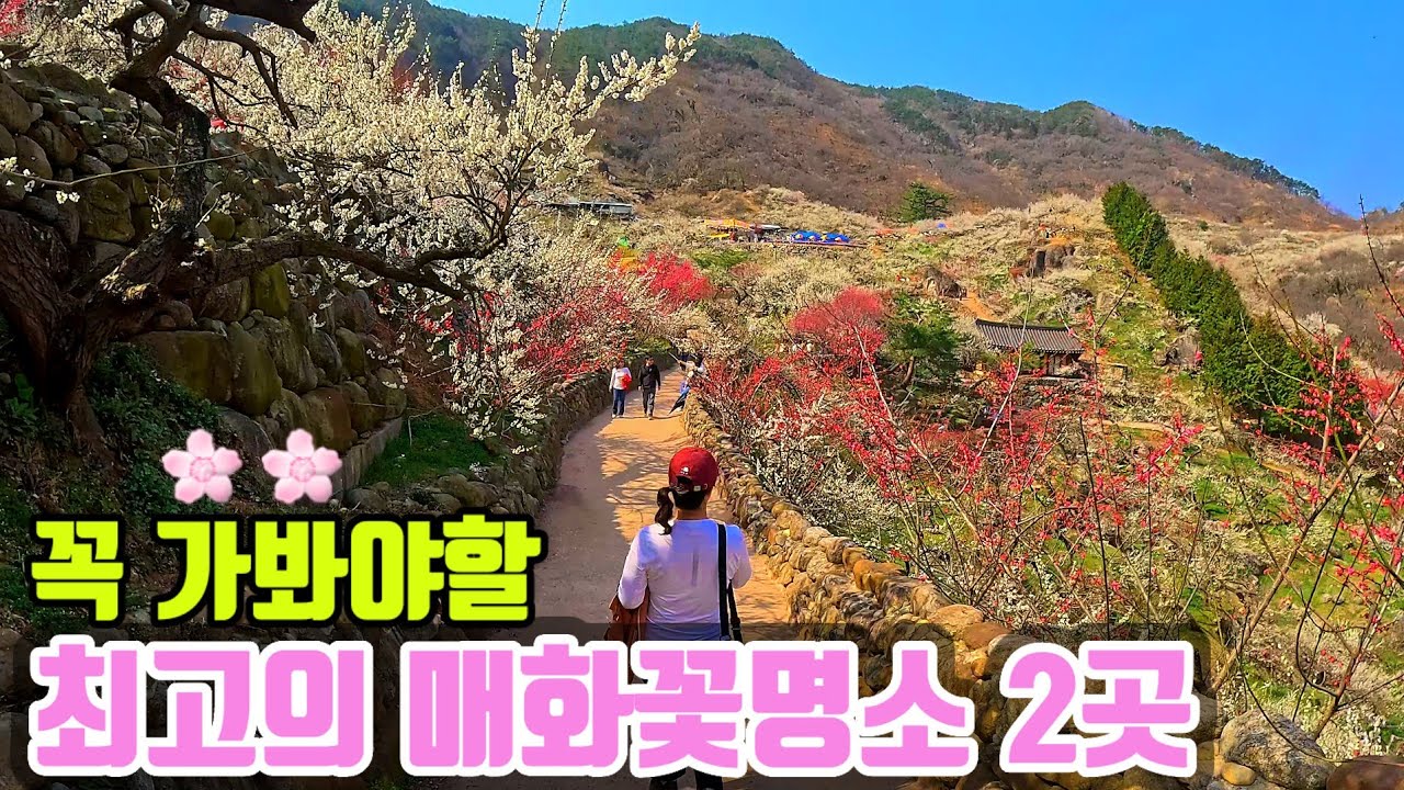🌸 감탄사가 절로 나오는 환상적인 매화꽃 명소 2곳! 광양매화마을/구례화엄사 홍매화