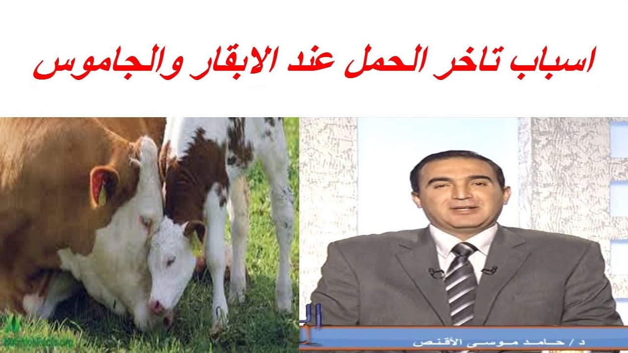 اسباب تاخر الحمل عند الابقار والجاموس وطرق الوقاية من العقم