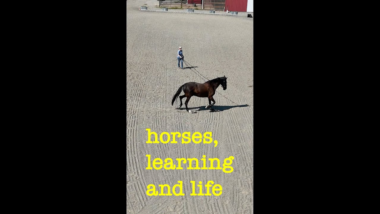 Horses, Learning and Life #horse #equestrian #horsegirl #horsebackriding #riding #equestrianlife