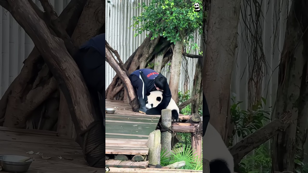 Panda 🐼 Pretty Little Baby #fyp #funny #panda #cute #pandas #pandababy #core #kungfupanda #usa