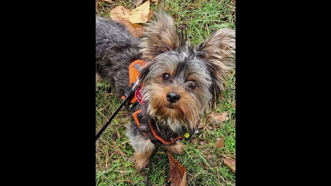 Tommi mein Verspielter Hund