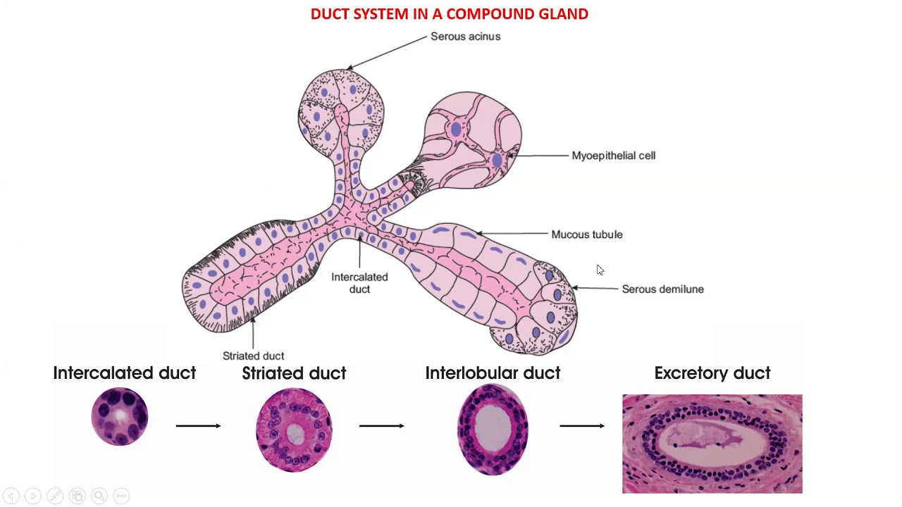 Glandular tissue - Histology (Salivary glands- Parotid, submandibular & sublingual)