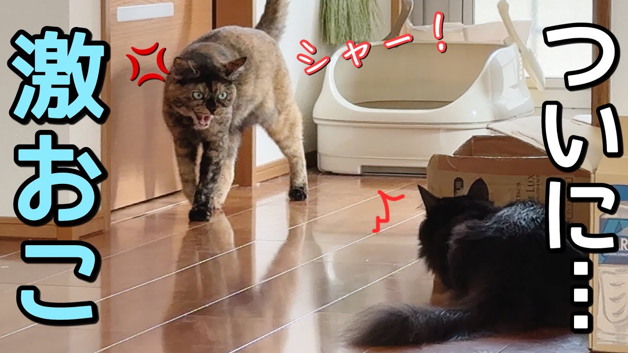 仲良くしたい…はずなのに怒られる猫。原因はコレでした。