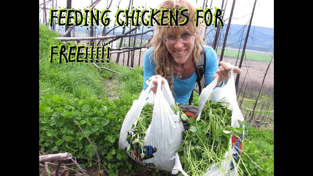 HOW TO FEED YOUR CHICKENS FOR FREE!!!