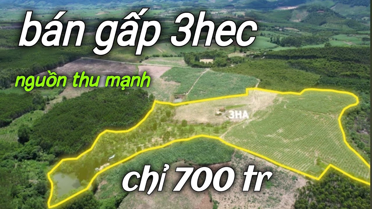 TUỔI CAO SỨC YẾU LÀM KHÔNG NỔI BÁN 3 HÉC NGUỒN THU CỰC MẠNH