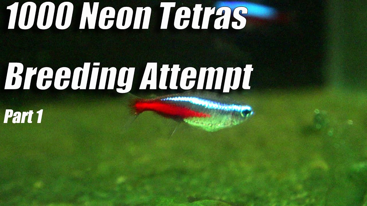 Once Again, the Challenge: Breeding 1,000 Neon Tetras in 2024(Part 1): the Initial Attempt
