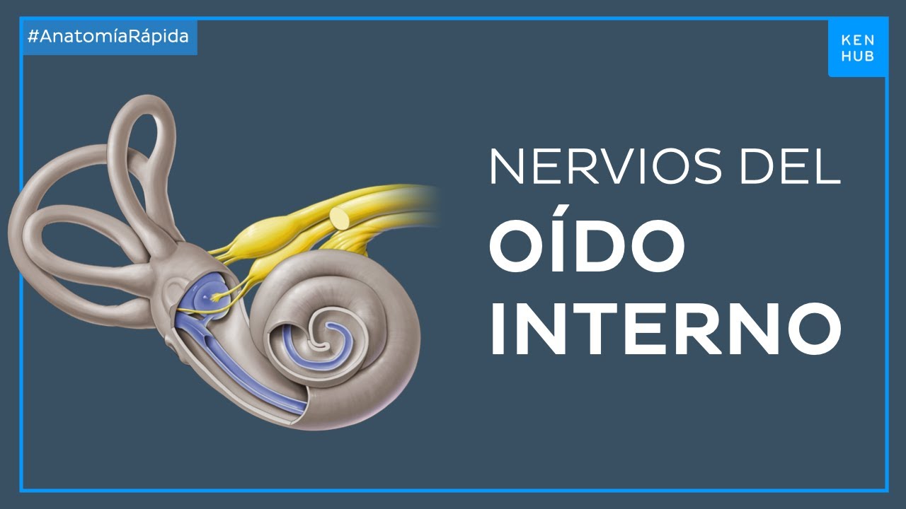 Nervios del o&iacute;do interno - Anatom&iacute;a F&aacute;cil | Kenhub