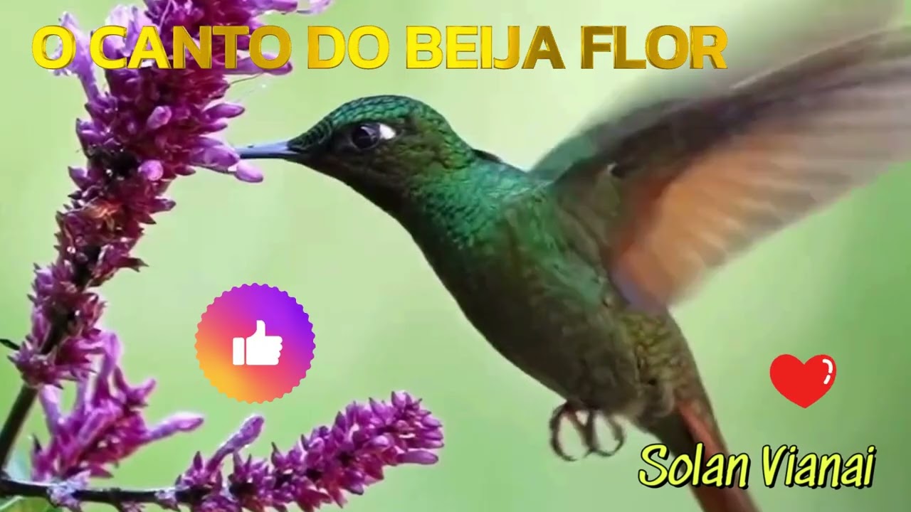 O CANTO DO BEIJA FLOR  - #cyanvianai