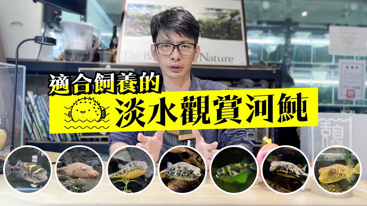 適合飼養在魚缸裡的【淡水觀賞河魨】