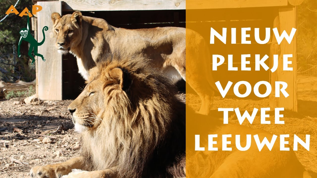 Verhuizing na herstelperiode: Twee leeuwen naar Zuid-Afrika - Stichting AAP