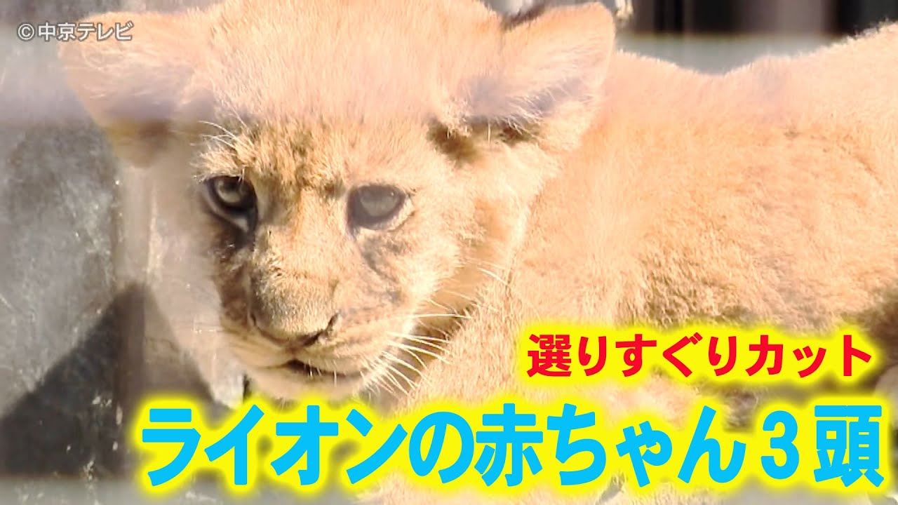【まるで“動くぬいぐるみ” ライオンの赤ちゃん３頭】じゃれたり、母ライオンに甘えたり…