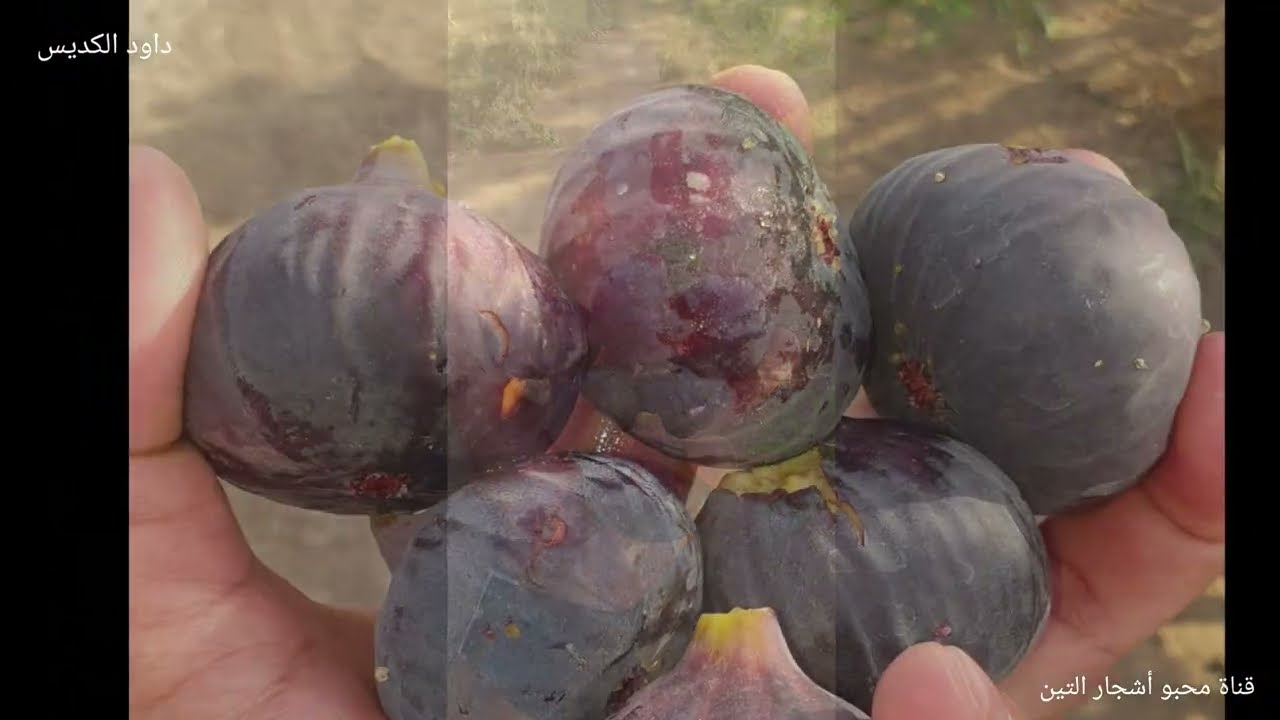 التين الأسباني الأسود