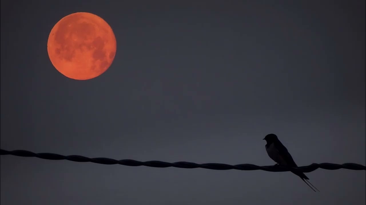 Antonio Vivaldi - CONCERTO In C major (UF - Haiku photos)