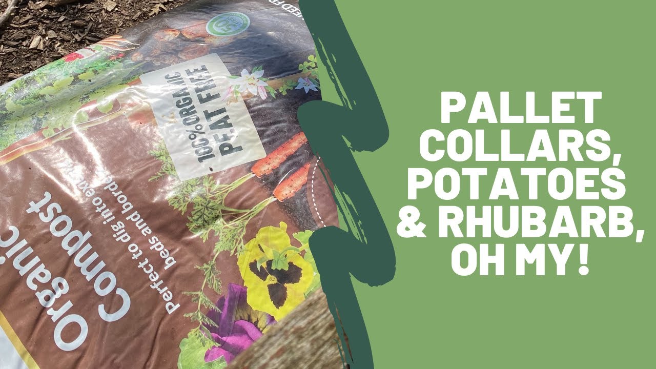 Using pallet collars as raised beds, and planting out potatoes & rhubarb