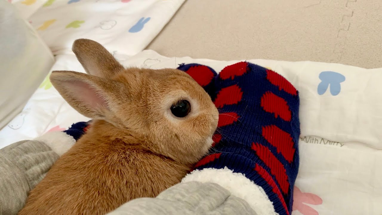 うさぎさんのぐるぐるランニングとダッシュ3連発