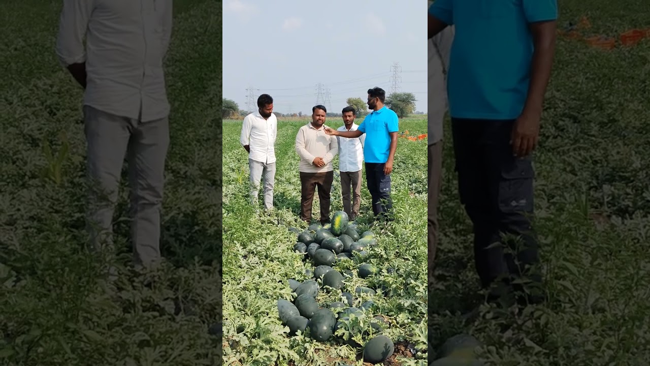 2026 महाराष्ट्र मधील टॉपचा कलिंगड प्लॉट