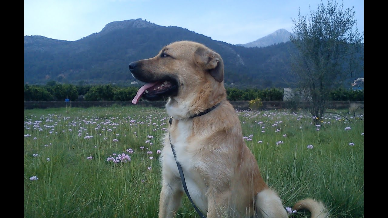 TU PERRO SE ESCAPA?...Técnicas para empezar a solucionarlo.