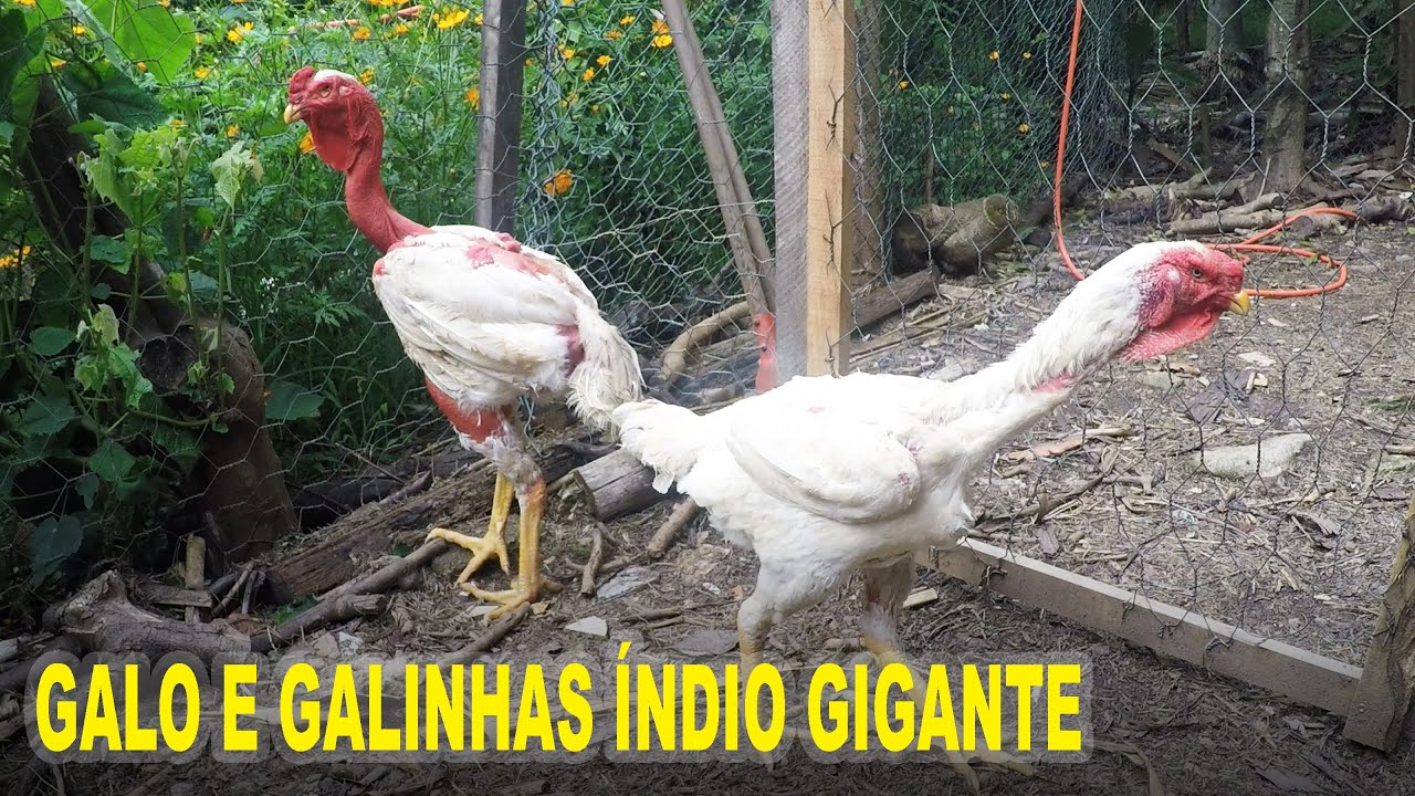 Criação de galinhas Índio Gigante no Sitio Meliponário Bonifácio