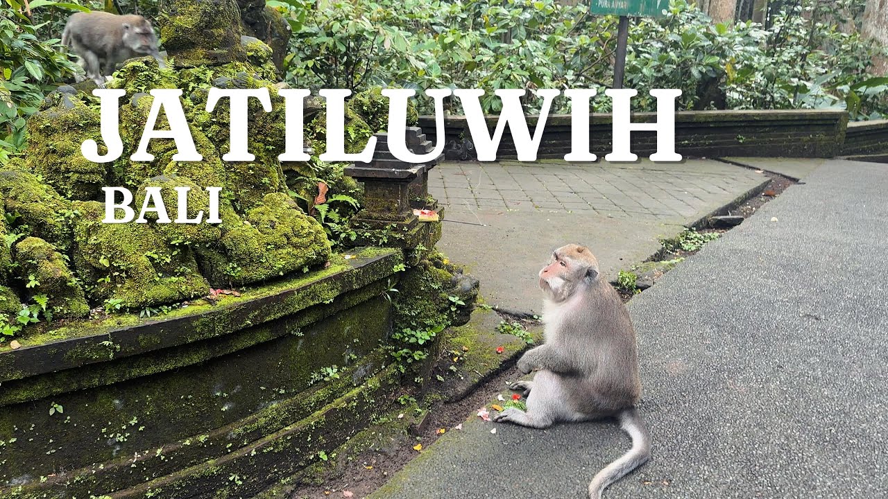 🇮🇩 Jatiluwih Rice Terraces + Sangeh Monkeys: Real Bali Adventure (Bali Series Episode 4)