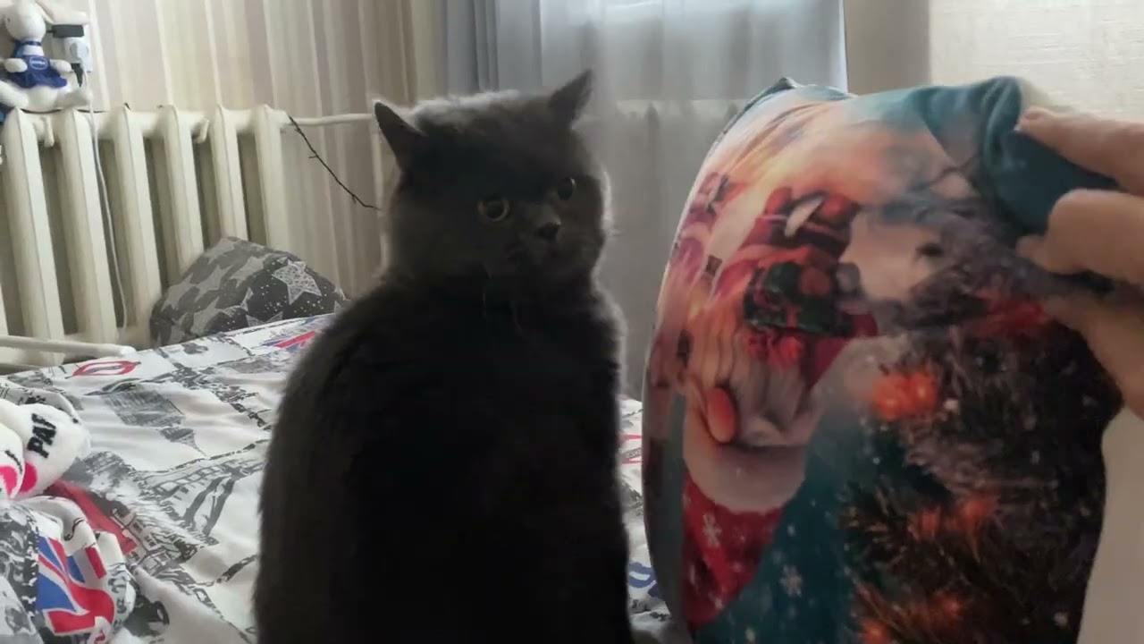 Ждёт, когда я проснусь 🐾