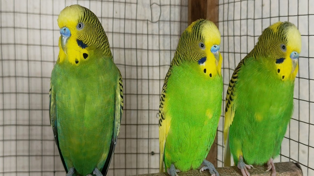 12 Hour Happy Singing & Eating Parakeet Budgies Birds, Reduce Stress of Lonely Quiet Birds