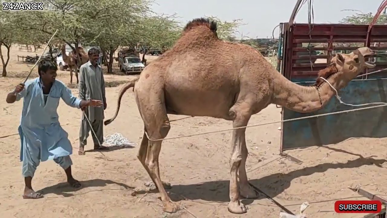 heavy weight camels loading #camelsofdesert  #camels #camelbaby #heavyweight