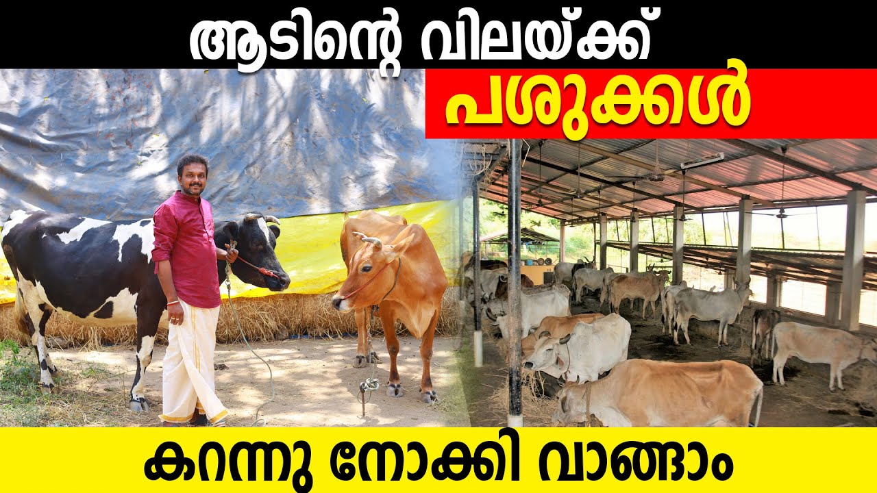 ആടിന്‍റെ വിലയ്ക്ക് പശുക്കളെ വാങ്ങാം | ലാഭം മാത്രം | വാങ്ങിയവര്‍ മുഴുവന്‍ പറയുന്നു | cow farming