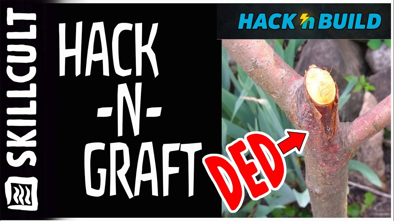 Q&A: Hack n Build's Apple Tree Problem, Bark Necrosis