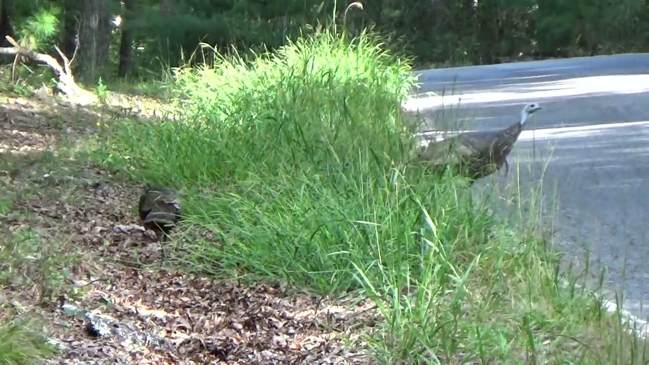 Turkeys at Fairystone WMA Virginia 1 October 2023