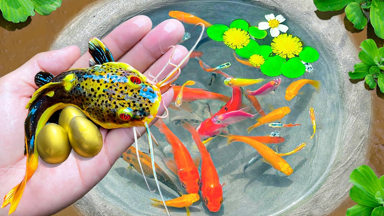 Amazing Catch Strange Fish In Tiny Ponds, Tigerfish, Ornamental Snakehead Fish, Pingpong Pearl Fish